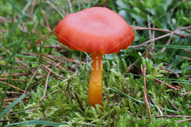 Vermilion Waxcap (Hygrocybe miniata)