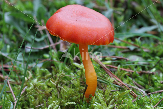 Vermilion Waxcap (Hygrocybe miniata)