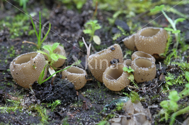 Zemelige brandplekbekerzwam (Peziza echinospora)