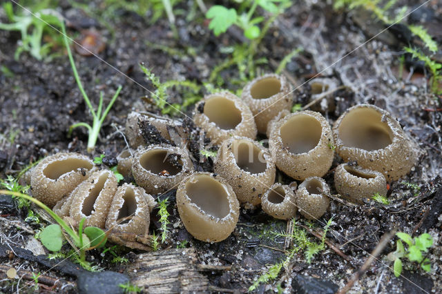 Zemelige brandplekbekerzwam (Peziza echinospora)