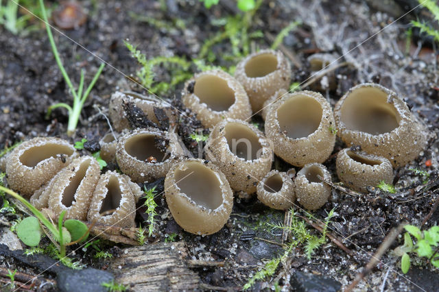 Zemelige brandplekbekerzwam (Peziza echinospora)