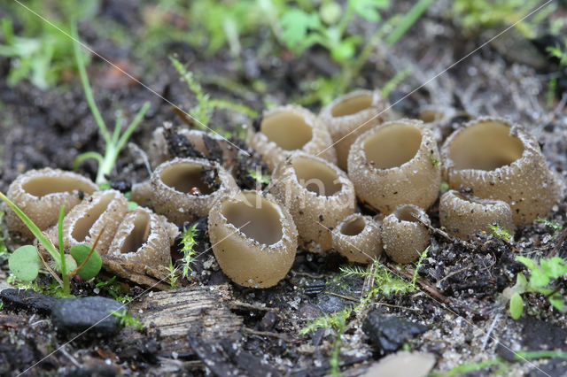 Peziza echinospora