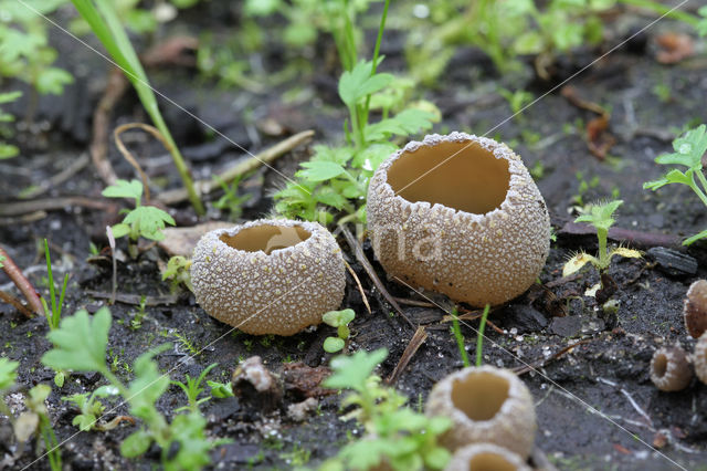 Zemelige brandplekbekerzwam (Peziza echinospora)