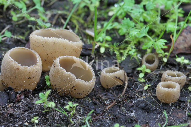 Peziza echinospora