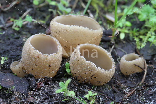 Zemelige brandplekbekerzwam (Peziza echinospora)