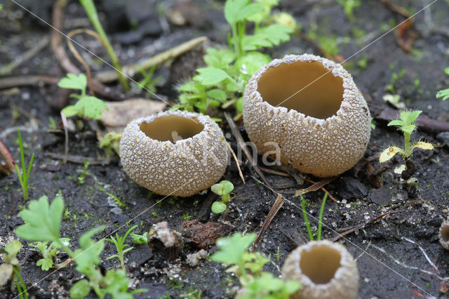 Zemelige brandplekbekerzwam (Peziza echinospora)