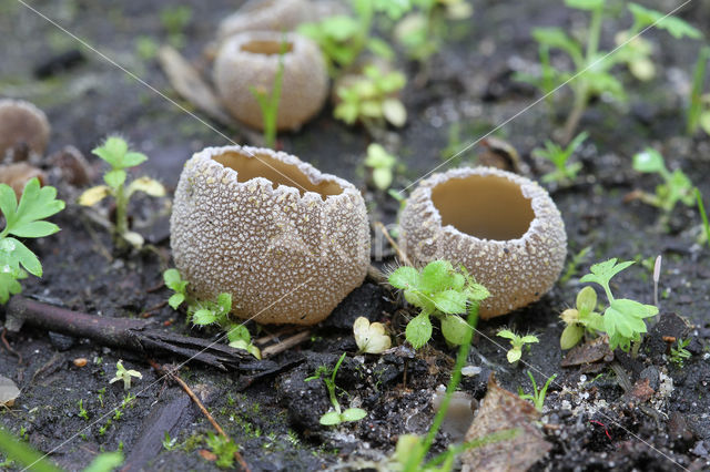 Zemelige brandplekbekerzwam (Peziza echinospora)