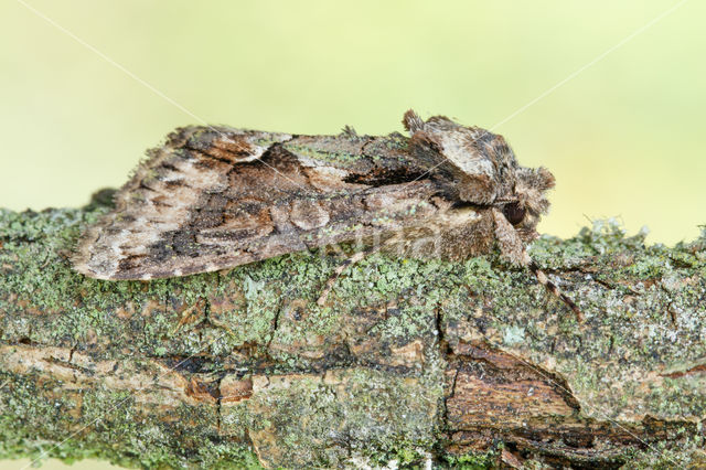 Green-brindled Crescent (Allophyes oxyacanthae)