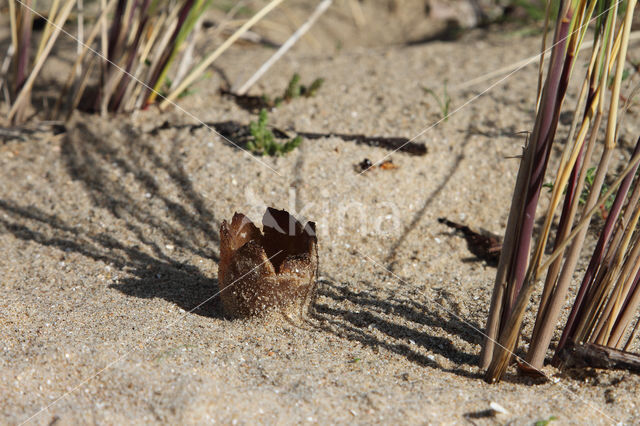 Zandtulpje (Peziza ammophila)