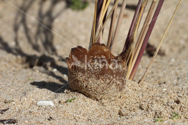 Zandtulpje (Peziza ammophila)