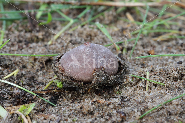 Kleine kop-op-schotel (Disciseda candida)