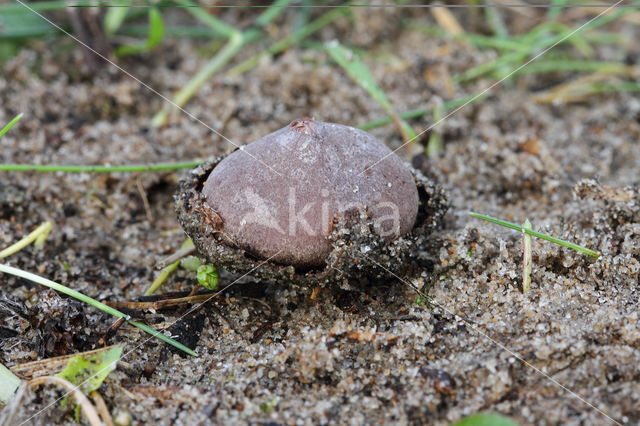 Kleine kop-op-schotel (Disciseda candida)