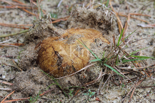 Okerkleurige vezeltruffel (Rhizopogon luteolus)