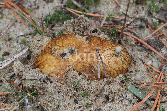 Okerkleurige vezeltruffel (Rhizopogon luteolus)