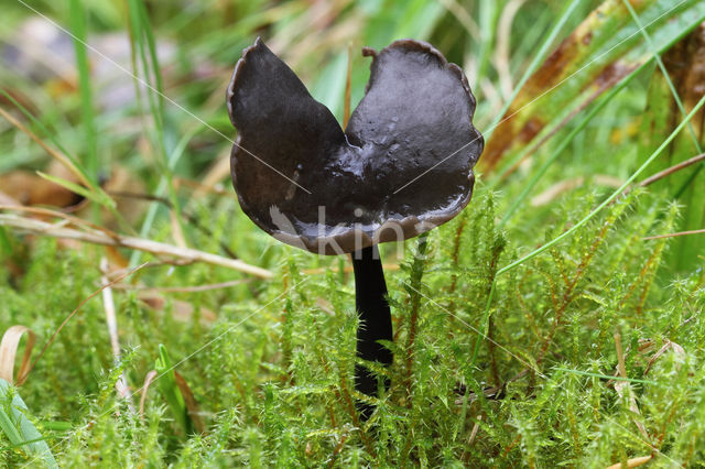 Roetkluifzwam (Helvella atra)