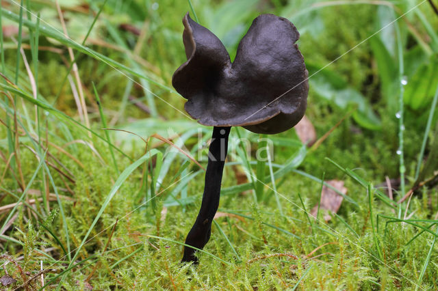 Roetkluifzwam (Helvella atra)