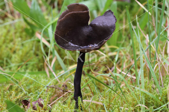 Roetkluifzwam (Helvella atra)