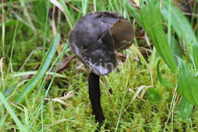 Roetkluifzwam (Helvella atra)