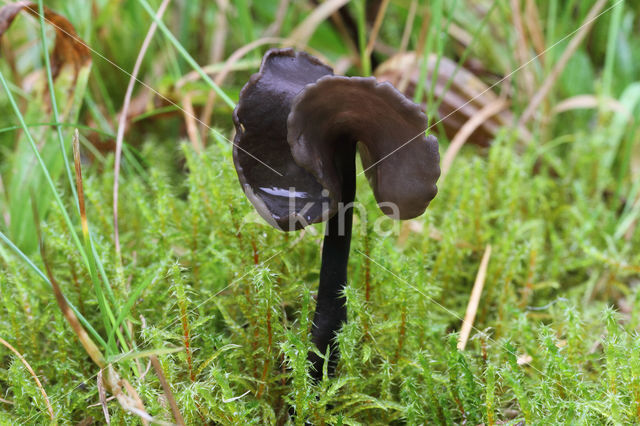 Saddle (Helvella atra)