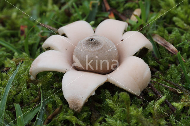 Viltige aardster (Geastrum saccatum)