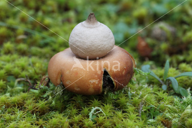 Geastrum saccatum