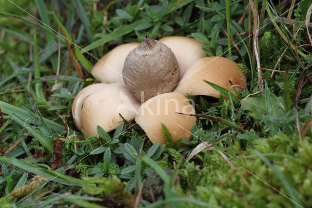 Viltige aardster (Geastrum saccatum)