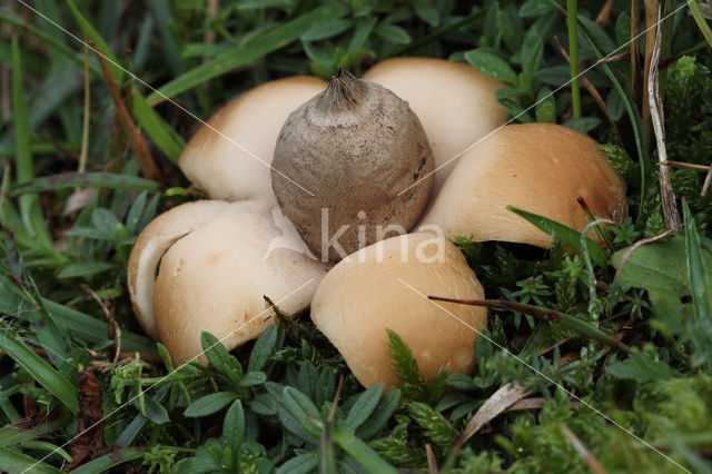 Geastrum saccatum