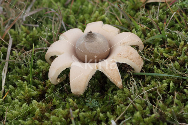 Viltige aardster (Geastrum saccatum)