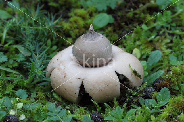 Viltige aardster (Geastrum saccatum)