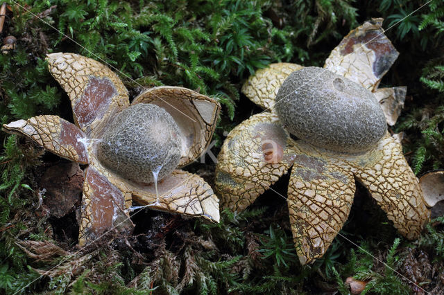 Weerhuisje (Astraeus hygrometricus)