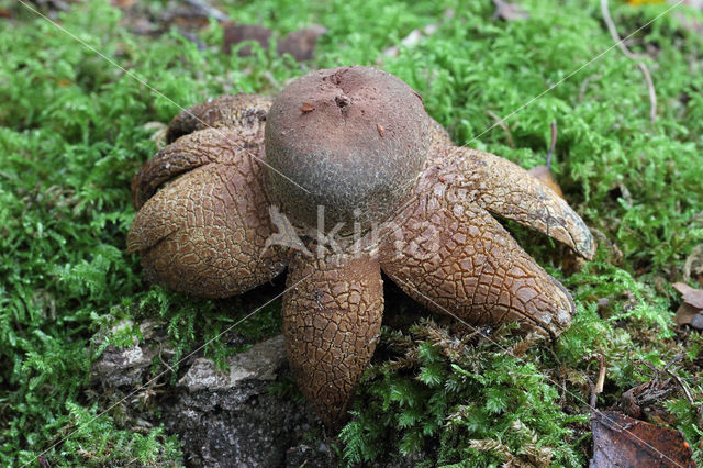 Astraeus hygrometricus