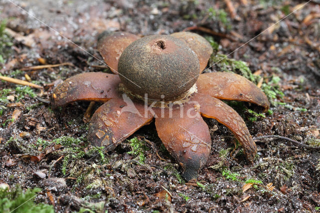 Weerhuisje (Astraeus hygrometricus)