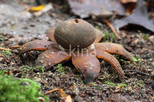 Weerhuisje (Astraeus hygrometricus)