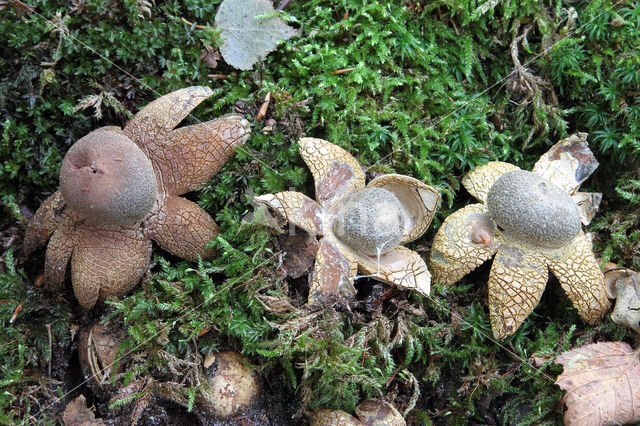 Weerhuisje (Astraeus hygrometricus)