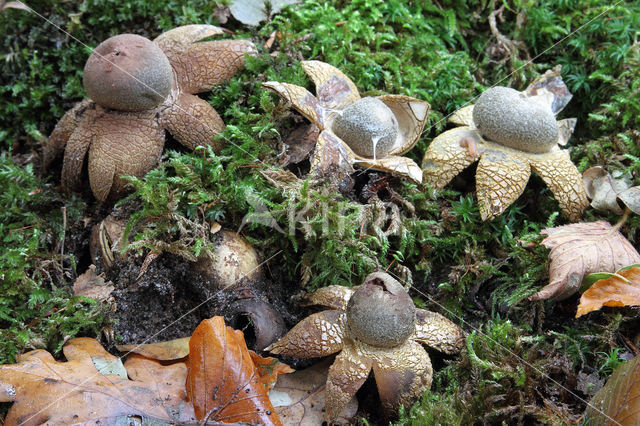 Weerhuisje (Astraeus hygrometricus)