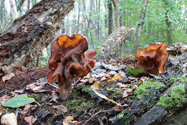 Bisschopsmuts (Gyromitra infula)