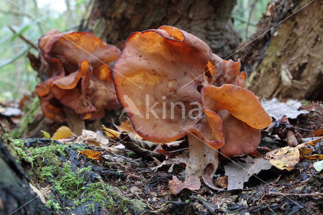 Bisschopsmuts (Gyromitra infula)