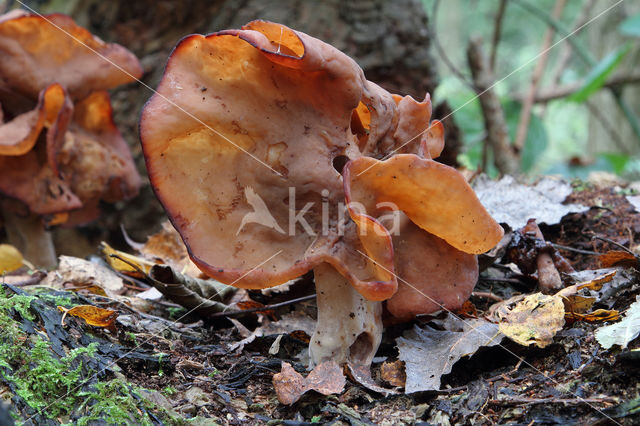 Bisschopsmuts (Gyromitra infula)