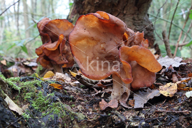 Bisschopsmuts (Gyromitra infula)