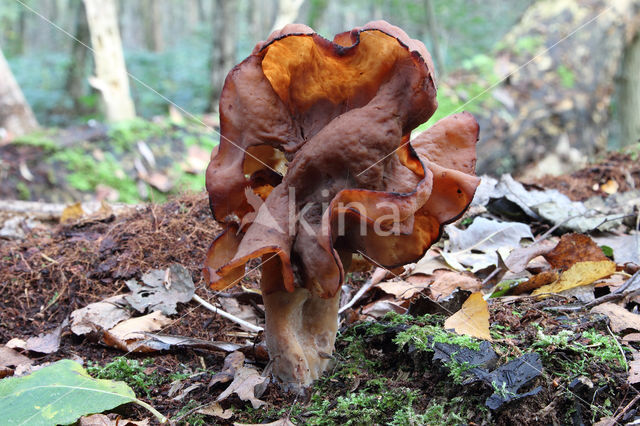 Bisschopsmuts (Gyromitra infula)