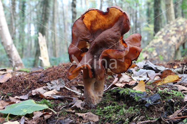 Bisschopsmuts (Gyromitra infula)