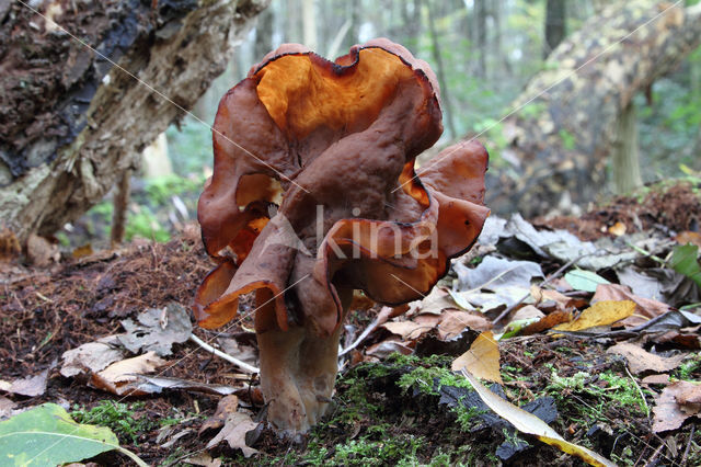 Bisschopsmuts (Gyromitra infula)