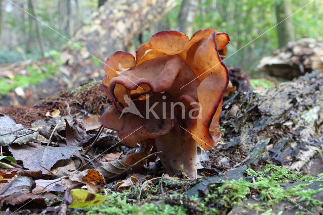 Bisschopsmuts (Gyromitra infula)