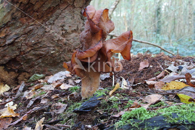 Bisschopsmuts (Gyromitra infula)