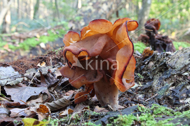 Bisschopsmuts (Gyromitra infula)