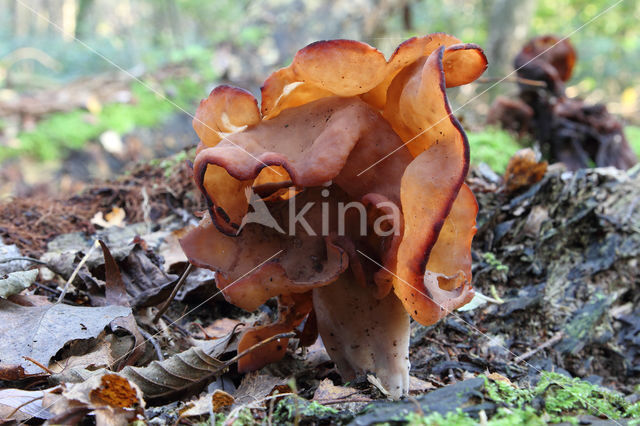 Bisschopsmuts (Gyromitra infula)