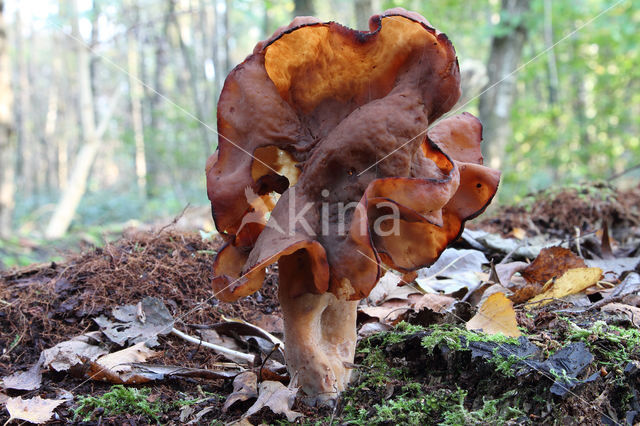 Bisschopsmuts (Gyromitra infula)