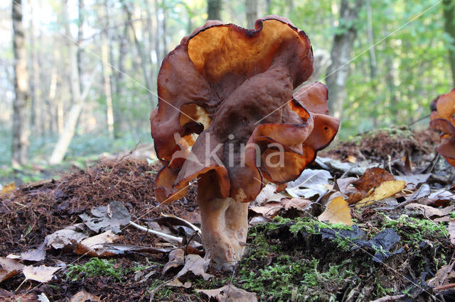 Bisschopsmuts (Gyromitra infula)