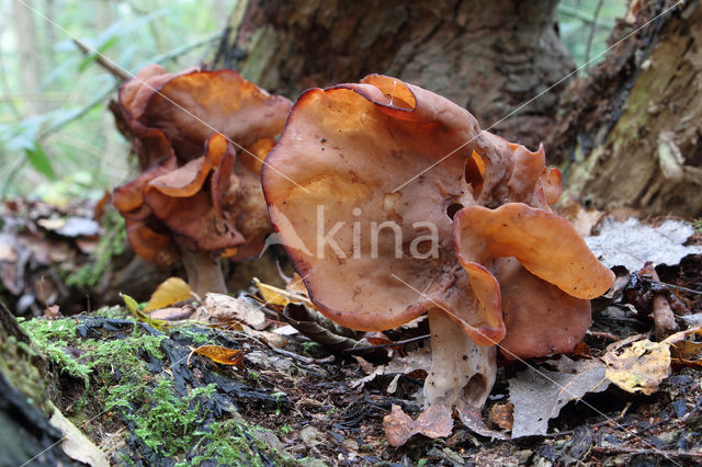 Bisschopsmuts (Gyromitra infula)