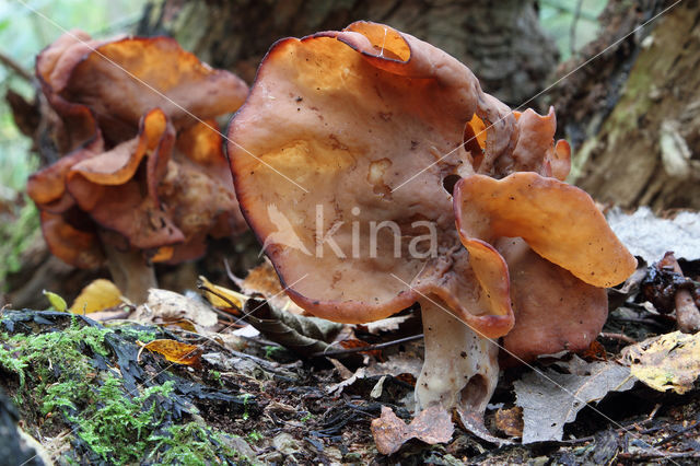 Bisschopsmuts (Gyromitra infula)